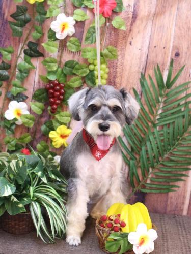 20230804パピコくん